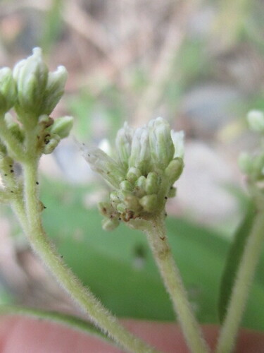 Austroeupatorium image