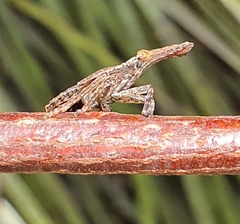 Eurinopsyche obscurata