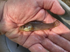 Aphredoderus sayanus