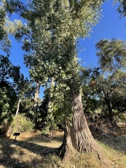 Populus fremontii