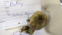 Lactarius deterrimus