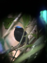 Lepidothrix velutina