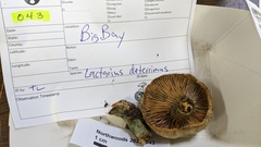 Lactarius deterrimus