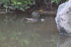 Anas bahamensis galapagensis