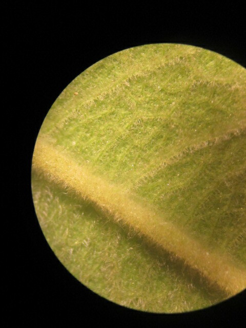 Austroeupatorium inulifolium image