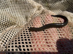 Siren intermedia
