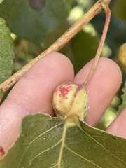 Pemphigus obesinymphae