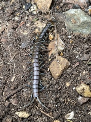 Cormocephalus esulcatus