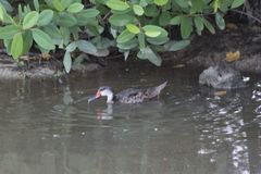 Anas bahamensis galapagensis