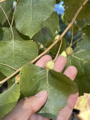 Pemphigus obesinymphae