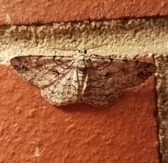 Iridopsis larvaria