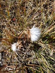 Taraxacum ceratophorum