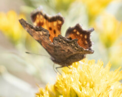 Polygonia faunus
