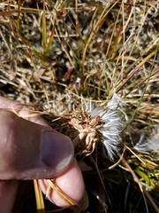 Taraxacum ceratophorum