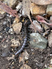 Cormocephalus esulcatus