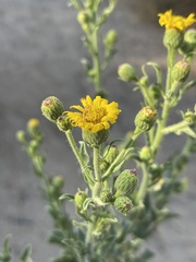 Heterotheca grandiflora