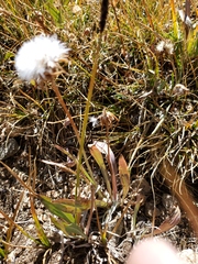 Taraxacum ceratophorum