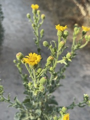 Heterotheca grandiflora