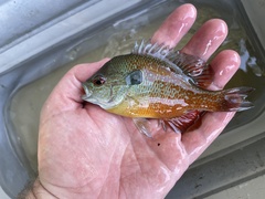 Lepomis megalotis