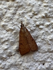 Uresiphita