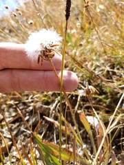 Taraxacum ceratophorum