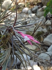 Tillandsia tenuifolia