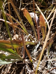 Taraxacum ceratophorum