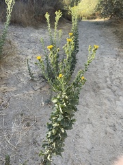 Heterotheca grandiflora