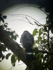 Geranospiza caerulescens