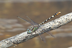 Erpetogomphus lampropeltis