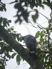 Geranospiza caerulescens