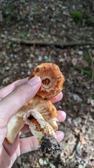 Russula grata