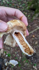 Russula grata