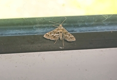 Diasemiopsis ramburialis