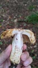 Russula grata