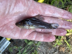 Aphredoderus sayanus