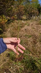 Juncus filiformis