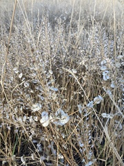 Lepidium perfoliatum