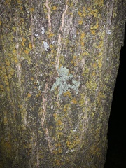 Myelochroa aurulenta