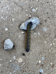 Saturniidae