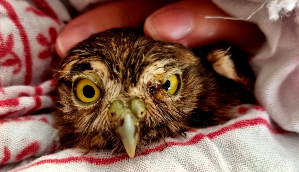 Ferruginous Pygmy-Owl from MF76+357 Parque de la Cultura, Cdad. de ...