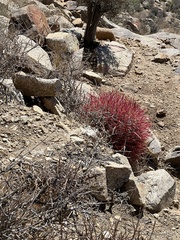 Ferocactus cylindraceus