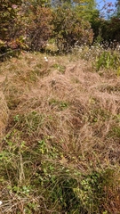 Juncus filiformis