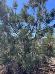Pinus torreyana
