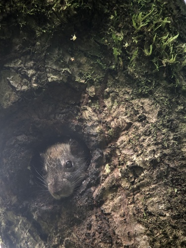 Rufous Soft-furred Spiny-rat