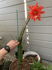 Disocactus