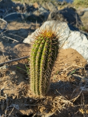 Trichocereus spachianus