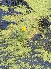 Nymphoides peltata