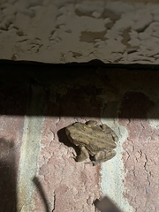 Anaxyrus fowleri