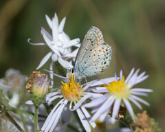 Plebejus idas
